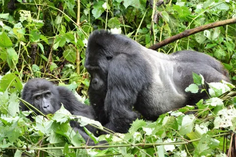 bwindi-gorilla-family