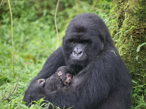 gorilla with infant