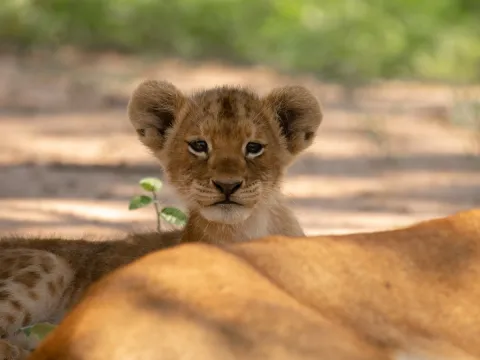cute lion cub
